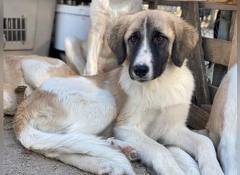 Dinka, geb. ca. 04/2025, lebt in GRIECHENLAND, im städt. Tierheim Serres