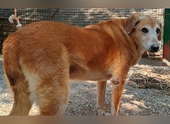 Flower, geb. ca. 06/2015, lebt in GRIECHENLAND, auf einer privaten Pflegestelle