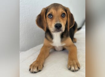 Holly, geb. ca. 03/2026, lebt in GRIECHENLAND, im städt. Tierheim Serres