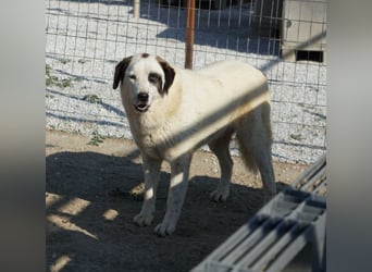 Benda, geb. ca. 06/2023, lebt in GRIECHENLAND, im städt. Tierheim Serres