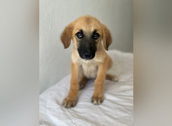Cindy, geb. ca. 03/2026, lebt in GRIECHENLAND, im städt. Tierheim Serres