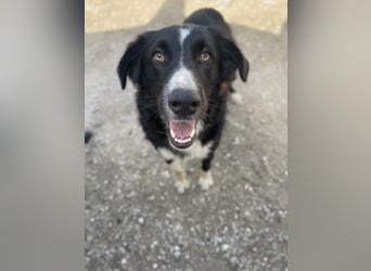 Meredith, geb. ca. 01/2022, lebt in GRIECHENLAND, auf einem Gelände, auf dem die Hunde notdürftig ve