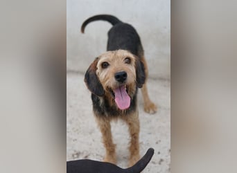 Yasko, geb. ca. 11/2022, lebt auf einer Pflegestelle in 44649 Herne