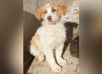 Josefine, geb. ca. 12/2025, lebt in GRIECHENLAND, im städt. Tierheim Serres