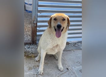 Padme, geb. ca. 04/2024, lebt in GRIECHENLAND, im städt. Tierheim Serres