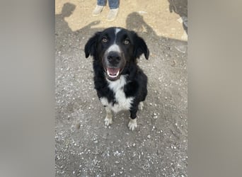 Meredith, geb. ca. 01/2022, lebt in GRIECHENLAND, auf einem Gelände, auf dem die Hunde notdürftig ve