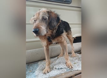 Yasko, geb. ca. 11/2022, lebt auf einer Pflegestelle in 44649 Herne