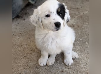 Mary, geb. ca. 02/2026, lebt in GRIECHENLAND, im städt. Tierheim Serres