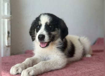 Colada, geb. ca. 05/2026, lebt in GRIECHENLAND, im städt. Tierheim Serres