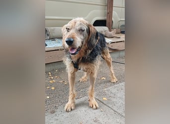 Yasko, geb. ca. 11/2022, lebt auf einer Pflegestelle in 44649 Herne