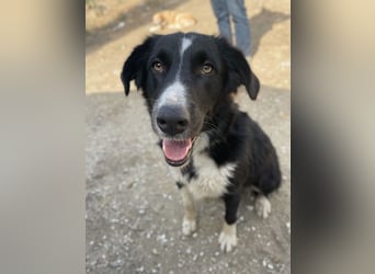 Meredith, geb. ca. 01/2022, lebt in GRIECHENLAND, auf einem Gelände, auf dem die Hunde notdürftig ve