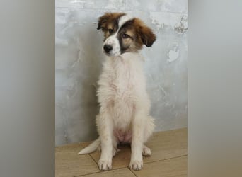 Vera, geb. ca. 12/2025, lebt in GRIECHENLAND, auf einer privaten Pflegestelle