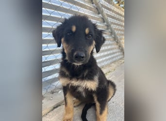 Philea-Noemi, geb. ca. 08/2025, lebt in GRIECHENLAND, im städt. Tierheim Serres