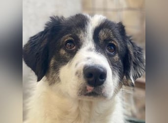 Majolika, geb. ca. 04/2025, lebt in GRIECHENLAND, im städt. Tierheim Serres