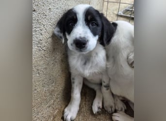 Sarah, geb. ca. 02/2026, lebt in GRIECHENLAND, im städt. Tierheim Serres