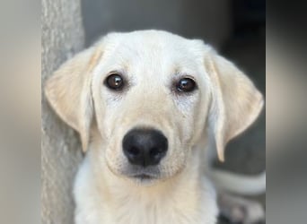 Inara, geb. ca. 03/2026, lebt in GRIECHENLAND, im städt. Tierheim Serres
