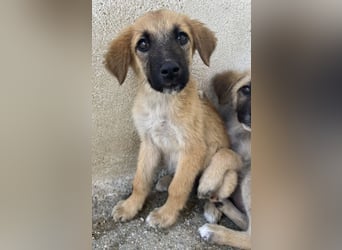 Cindy, geb. ca. 03/2026, lebt in GRIECHENLAND, im städt. Tierheim Serres