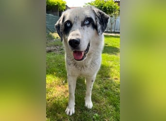 Snow, geb. ca. 06/2023, lebt auf einer Pflegestelle in 47652 Weeze