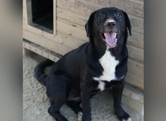 Ria, geb. ca. 10/2024, lebt in GRIECHENLAND, im städt. Tierheim Serres