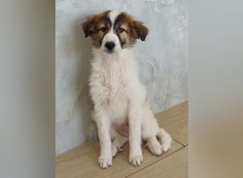 Vera, geb. ca. 12/2025, lebt in GRIECHENLAND, auf einer privaten Pflegestelle