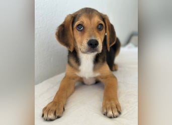 Holly, geb. ca. 03/2026, lebt in GRIECHENLAND, im städt. Tierheim Serres