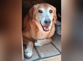 Flower, geb. ca. 06/2015, lebt in GRIECHENLAND, auf einer privaten Pflegestelle