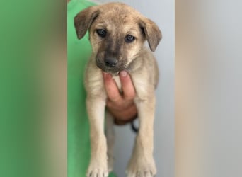 Nessarose, geb. ca. 08/2025, lebt in GRIECHENLAND, im städt. Tierheim Serres