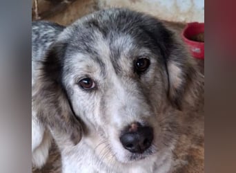 Taika, geb. ca. 07/2024, lebt in GRIECHENLAND, auf einer privaten Pflegestelle