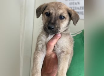 Nessarose, geb. ca. 08/2025, lebt in GRIECHENLAND, im städt. Tierheim Serres