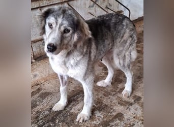 Taika, geb. ca. 07/2024, lebt in GRIECHENLAND, auf einer privaten Pflegestelle