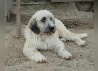 Taigo, geb. ca. 09/2025, lebt in GRIECHENLAND, im städt. Tierheim Serres