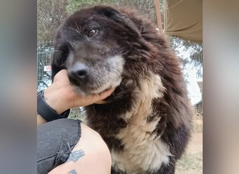 Betty-Boo, geb. ca. 01/2014, lebt in GRIECHENLAND, auf einer privaten Pflegestelle