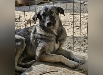 Nina Chuba, geb. ca. 02/2024, lebt in GRIECHENLAND, im städt. Tierheim Serres