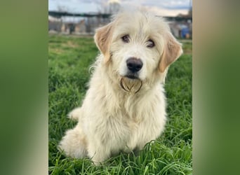 Arina, geb. ca. 10/2024, lebt in GRIECHENLAND, im städt. Tierheim Serres