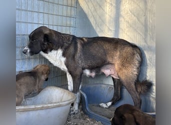 Mère, geb. ca. 03/2023, lebt in GRIECHENLAND, im städt. Tierheim Serres