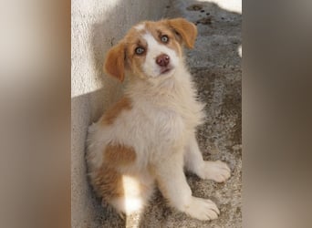 Josefine, geb. ca. 12/2025, lebt in GRIECHENLAND, im städt. Tierheim Serres