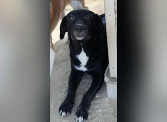 Ria, geb. ca. 10/2024, lebt in GRIECHENLAND, im städt. Tierheim Serres