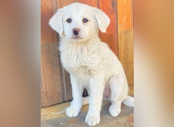 Saki, geb. ca. 03/2026 , lebt in GRIECHENLAND, auf einer privaten Pflegestelle