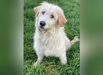 Arina, geb. ca. 10/2024, lebt in GRIECHENLAND, im städt. Tierheim Serres