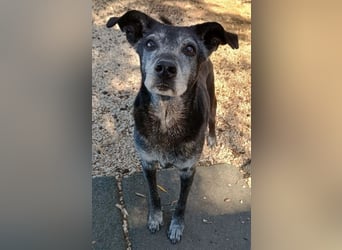 Lilika, geb. ca. 06/2015, lebt in GRIECHENLAND, auf einer privaten Pflegestelle