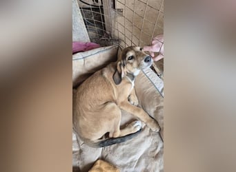 Lacta - von der Straße ins Glück?