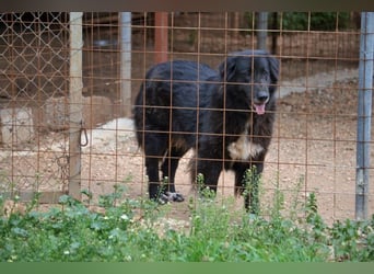 Mania - flauschig, schwarz und einfach klasse!