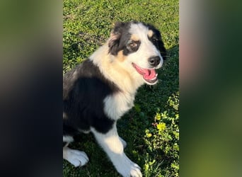 Athena - verspielt, fröhlich und liebenswert