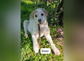 Bruno - kleine Grinsebacke