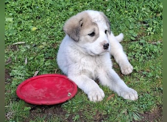 Bruno - kleine Grinsebacke
