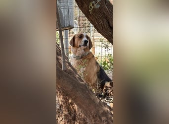 Rica - vertraut, gewartet, üblebt - jetzt fehlt nur noch eine Familie