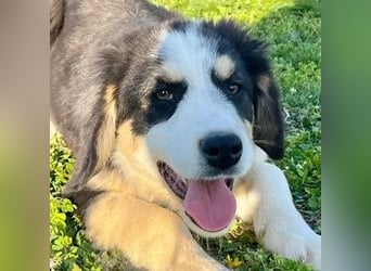 Athena - verspielt, fröhlich und liebenswert