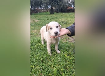 Billy - sanfter Bub auf der Suche nach dem Glück