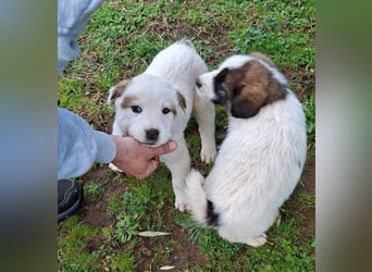 Billy - sanfter Bub auf der Suche nach dem Glück