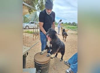 Mania - flauschig, schwarz und einfach klasse!